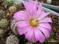  ECHINOCEREUS metorni