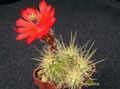 ECHINOCEREUS klapperi