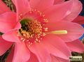 ECHINOPSIS carmineoflora