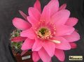 ECHINOPSIS carmineoflora