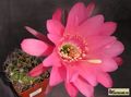 ECHINOPSIS carmineoflora