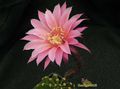 ECHINOPSIS hybr. Creme