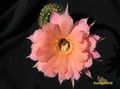  ECHINOPSIS SIERRA SKYLINE