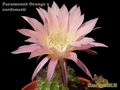 ECHINOPSIS hybr.PO-cardenasii