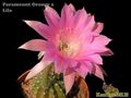 ECHINOPSIS hybr.PO-lila