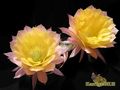 ECHINOPSIS hybr. ‘Serj