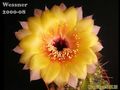 ECHINOPSIS w2000-08