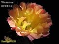 ECHINOPSIS w20027