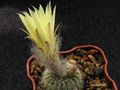 FRAILEA pygmaea v. curvispina