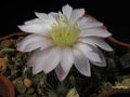 GYMNOCALYCIUM bruchii v.glaucum GN 230-678