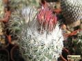 GYMNOCACTUS mandragora