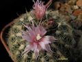  GYMNOCALYCIUM bruchii v. niveum - OF 25-80