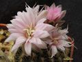 GYMNOCALYCIUM bruchii v. niveum - OF 25-80