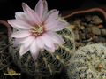  GYMNOCALYCIUM bruchii v. niveum - OF 25-80