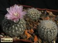  GYMNOCALYCIUM bruchii v. niveum - OF 25-80