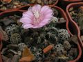 GYMNOCALYCIUM bruchii v.glaucum GN 230-678