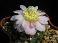 GYMNOCALYCIUM bruchii v.glaucum GN 230-678