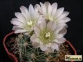  GYMNOCALYCIUM sp. (andreae ssp. matznetteri ??)