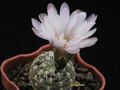 GYMNOCALYCIUM bruchii v.albispinum