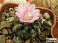 GYMNOCALYCIUM bruchii v.glaucum GN 230-678