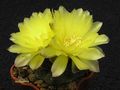  GYMNOCALYCIUM andreae P199