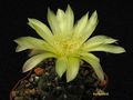  GYMNOCALYCIUM andreae v. grandiflorum GN 1051