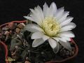  GYMNOCALYCIUM altagraciense n.n. STO 223