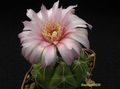 GYMNOCALYCIUM denudatum hybr. 'Jan Suba'