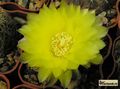 GYMNOCALYCIUM andreae P199