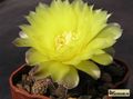  GYMNOCALYCIUM andreae P199