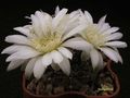  GYMNOCALYCIUM altagraciense n.n. STO 223