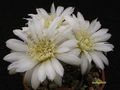  GYMNOCALYCIUM altagraciense n.n. STO 223