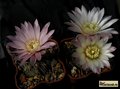  GYMNOCALYCIUM amerhauseri VG04-053