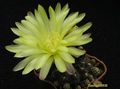  GYMNOCALYCIUM andreae ssp . fechserii / doppianum n.n. /, P 378