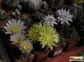  GYMNOCALYCIUM groups