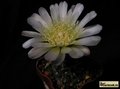  GYMNOCALYCIUM borthii  GN 1075 3935