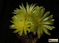  GYMNOCALYCIUM doppianum n.n. P 378