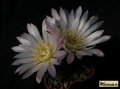  GYMNOCALYCIUM amerhauseri VG04-053