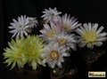  GYMNOCALYCIUM groups