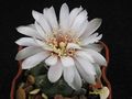 GYMNOCALYCIUM spec. VG-711