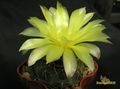  GYMNOCALYCIUM andreae P199