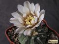 GYMNOCALYCIUM vatteri