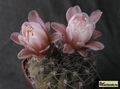 GYMNOCALYCIUM mucidum v. ferrarii P 385