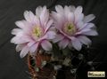  GYMNOCALYCIUM friedrichii L373