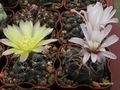 GYMNOCALYCIUM riojense ssp. paucispinum