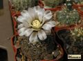  GYMNOCALYCIUM stellatum v. obductum VG-549