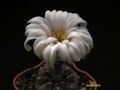 GYMNOCALYCIUM  berchtii VG 05-256