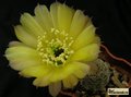 LOBIVIA aurea v. pectinifera - OF 91