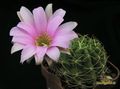 LOBIVIA wrightiana WR 396