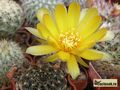  LOBIVIA  arachnacantha ssp. arachnacantha